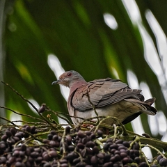 Patagioenas cayennensis