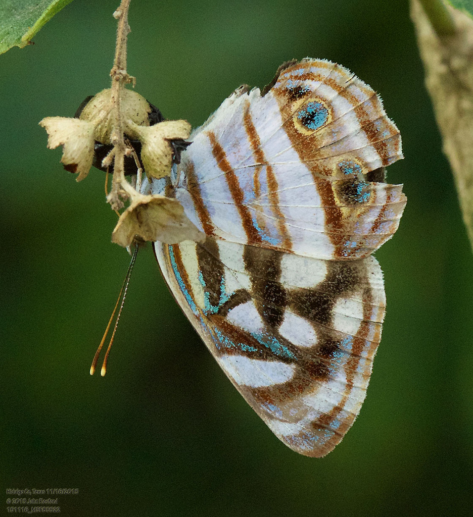 Four-spotted Sailor
