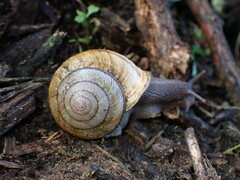 Helminthoglypta stiversiana