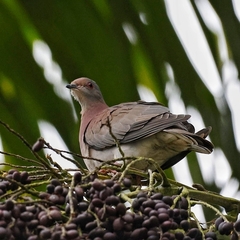 Patagioenas cayennensis