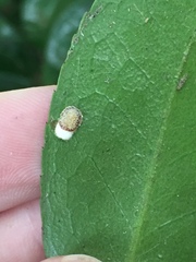 Pulvinaria camelicola