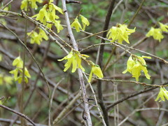 Forsythia suspensa