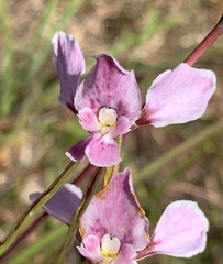 Diuris punctata