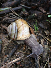 Helminthoglypta stiversiana