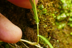 Poa
