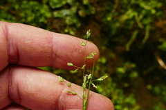 Poa
