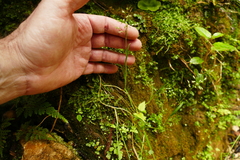 Poa