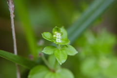Galium formosense
