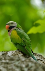 Psittacula alexandri