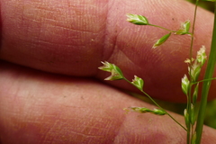 Poa