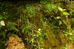 Poa