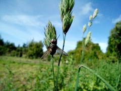 Entomophthora