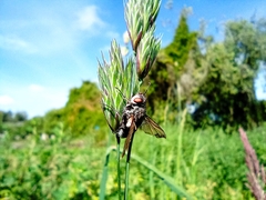 Entomophthora