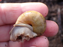 Helminthoglypta stiversiana