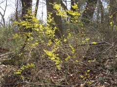 Forsythia suspensa