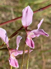Diuris punctata