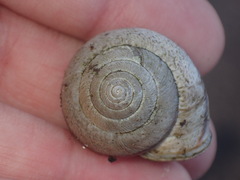 Helminthoglypta stiversiana