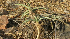 Sansevieria aethiopica