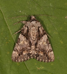Catocala verrilliana