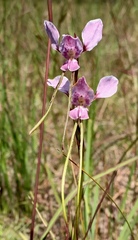 Diuris punctata