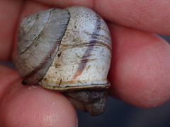 Helminthoglypta stiversiana