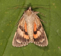 Catocala verrilliana