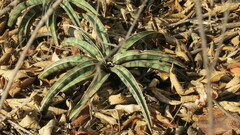 Sansevieria aethiopica