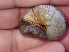 Helminthoglypta stiversiana