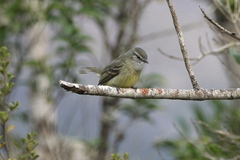 Phyllomyias fasciatus