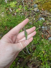 Thelymitra