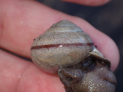 Helminthoglypta stiversiana