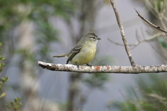 Phyllomyias fasciatus