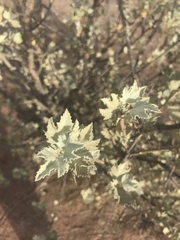 Malvaceae