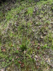 Thelymitra