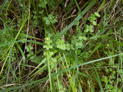 Galium formosense
