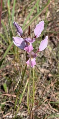 Diuris punctata