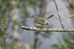 Phyllomyias fasciatus