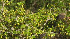 Ochna inermis