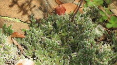 Selaginella dregei