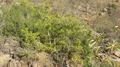 Ochna inermis