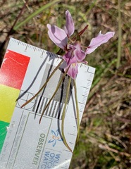 Diuris punctata