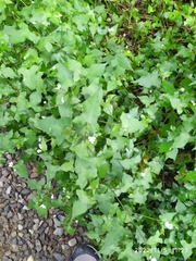 Persicaria biconvexa