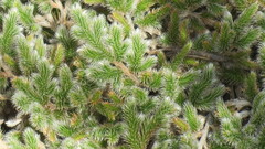 Selaginella dregei