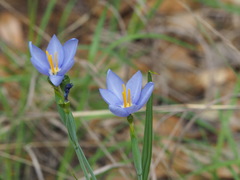 Nemastylis geminiflora