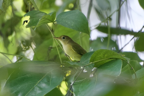 Golden-fronted Greenlet (Pachysylvia aurantiifrons), photo 9