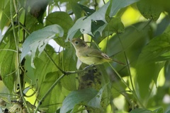 Pachysylvia aurantiifrons