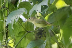 Pachysylvia aurantiifrons