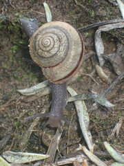 Helminthoglypta