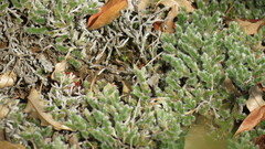 Selaginella dregei