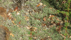 Selaginella dregei